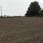 Prepared soil for grass seed and wildflower mixture 4 - Norfolk